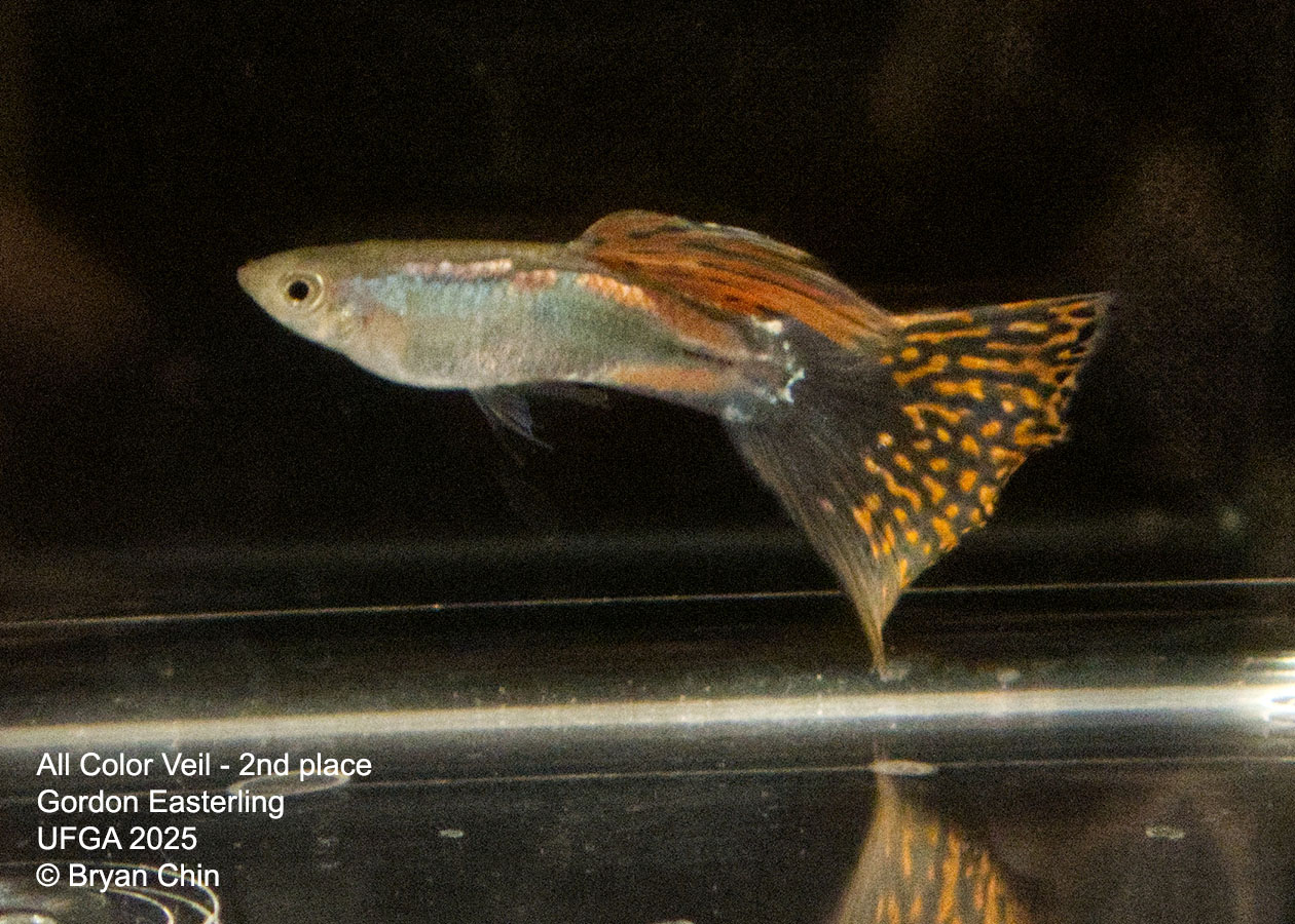 Guppy Veil bicolor